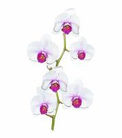 Frühlingsblumen Orchidee isoliert auf weißem Hintergrund. foto
