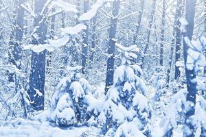 gefrorener Winterwald mit schneebedeckten Bäumen. foto