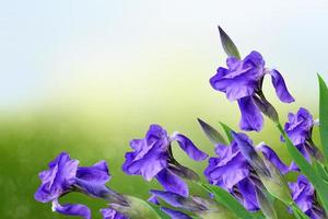 Frühlingslandschaft. blaue schöne gartenblumen iris foto