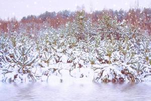 gefrorener Winterwald mit schneebedeckten Bäumen. foto