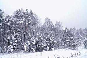 Wald im Frost. Winterlandschaft. schneebedeckte Bäume. foto