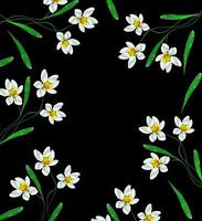 Frühlingsblumen Schneeglöckchen auf schwarzem Hintergrund isoliert. foto