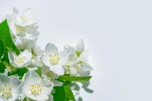 weißer jasmin der zweig zarte frühlingsblumen foto