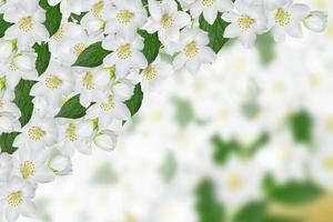 weiße Jasminblüte. foto