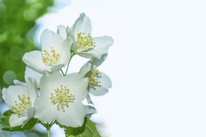 weißer jasmin der zweig zarte frühlingsblumen foto