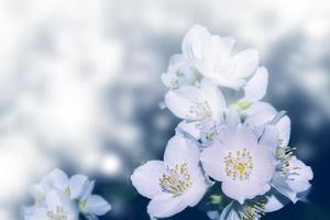 weißer jasmin der zweig zarte frühlingsblumen foto