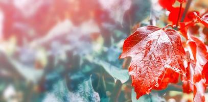 Herbstlandschaft mit leuchtend buntem Laub. Indischer Sommer. foto