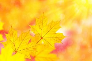 Herbstlandschaft mit leuchtend buntem Laub. Indischer Sommer. foto