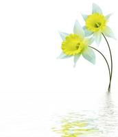 Frühlingsblumen Narzissen isoliert auf weißem Hintergrund foto