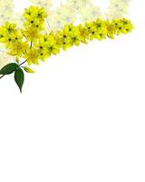 gelbe Wildblumen isoliert auf weißem Hintergrund foto