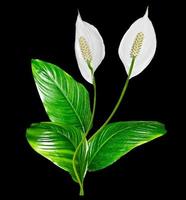 Blume Spathiphyllum isoliert auf schwarzem Hintergrund. foto