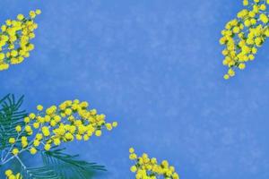 Busch der gelben Frühlingsblumen Mimose foto