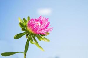 bunte asterblumen auf einem hintergrund der herbstlandschaft foto