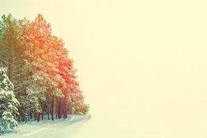 gefrorener Winterwald mit schneebedeckten Bäumen. foto