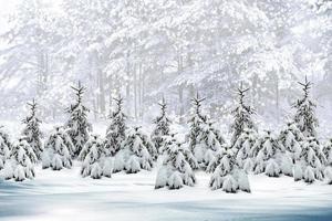 Winterwald. Winterlandschaft. foto