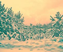 gefrorener Winterwald mit schneebedeckten Bäumen. foto