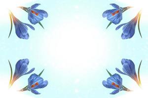 Lila Krokusblüten isoliert auf blauem Hintergrund. foto