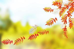 herbstliche Landschaft. schöne Blätter. bunte Bäume foto