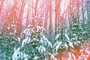 gefrorener Winterwald mit schneebedeckten Bäumen. foto