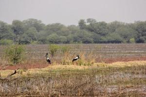 Zwei Schwarzhalsstörche in den Feuchtgebieten des Keoladeo-Nationalparks in Bharatpur in Rajasthan, Indien. foto