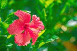 nahaufnahme von hibiscus rosa-sinensis, umgangssprachlich als chinesischer hibiskus bekannt, wird weithin als zierpflanze angebaut. Hibiscus rosa-sinensis in Nahaufnahme foto