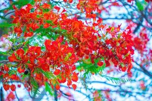 sommer poinciana phoenix ist eine blühende pflanzenart, die in den tropen oder subtropen lebt. rote Flammenbaumblume, königliche Poinciana foto