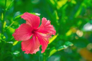 nahaufnahme von hibiscus rosa-sinensis, umgangssprachlich als chinesischer hibiskus bekannt, wird weithin als zierpflanze angebaut. Hibiscus rosa-sinensis in Nahaufnahme foto