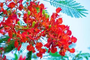 sommer poinciana phoenix ist eine blühende pflanzenart, die in den tropen oder subtropen lebt. rote Flammenbaumblume, königliche Poinciana foto