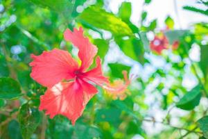 nahaufnahme von hibiscus rosa-sinensis, umgangssprachlich als chinesischer hibiskus bekannt, wird weithin als zierpflanze angebaut. Hibiscus rosa-sinensis in Nahaufnahme foto