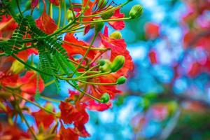 sommer poinciana phoenix ist eine blühende pflanzenart, die in den tropen oder subtropen lebt. rote Flammenbaumblume, königliche Poinciana foto