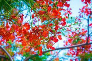 sommer poinciana phoenix ist eine blühende pflanzenart, die in den tropen oder subtropen lebt. rote Flammenbaumblume, königliche Poinciana foto