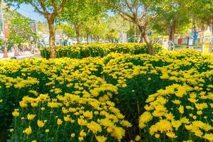 Bunte gelbe und orangefarbene Chrysanthemenblüte auf dem Bauernhof. Nahaufnahme der gelb gefärbten Chrysanthemenblüte. natürliche Muster von Blütenblättern. selektiven Fokus verwendet. foto