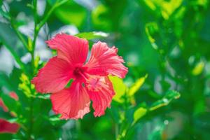 nahaufnahme von hibiscus rosa-sinensis, umgangssprachlich als chinesischer hibiskus bekannt, wird weithin als zierpflanze angebaut. Hibiscus rosa-sinensis in Nahaufnahme foto