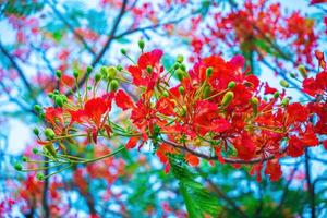 sommer poinciana phoenix ist eine blühende pflanzenart, die in den tropen oder subtropen lebt. rote Flammenbaumblume, königliche Poinciana foto