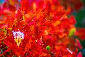 sommer poinciana phoenix ist eine blühende pflanzenart, die in den tropen oder subtropen lebt. rote Flammenbaumblume, königliche Poinciana foto