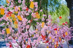 Bunte Blüten blühen in einem kleinen Dorf vor dem Tet-Festival, Vietnam-Mondjahr. pfirsichblume, das symbol des vietnamesischen mondneujahrs foto