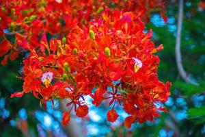 sommer poinciana phoenix ist eine blühende pflanzenart, die in den tropen oder subtropen lebt. rote Flammenbaumblume, königliche Poinciana foto