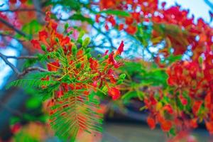 sommer poinciana phoenix ist eine blühende pflanzenart, die in den tropen oder subtropen lebt. rote Flammenbaumblume, königliche Poinciana foto