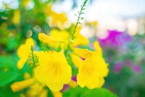 tabebuia aurea blühen voll. schönes gelb von tabebuia aurea. Paraguayischer silberner Trompetenbaum. foto