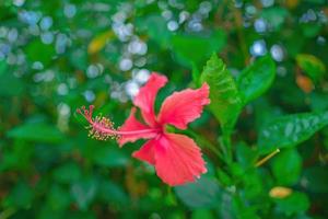 nahaufnahme von hibiscus rosa-sinensis, umgangssprachlich als chinesischer hibiskus bekannt, wird weithin als zierpflanze angebaut. Hibiscus rosa-sinensis in Nahaufnahme foto