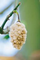 weiße seidenbaumwolle ceiba pentandra, kapuk randu javanese, die mehrjährige frucht kann zur herstellung von matratzen und kissen verwendet werden. foto