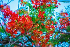 sommer poinciana phoenix ist eine blühende pflanzenart, die in den tropen oder subtropen lebt. rote Flammenbaumblume, königliche Poinciana foto