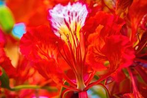 sommer poinciana phoenix ist eine blühende pflanzenart, die in den tropen oder subtropen lebt. rote Flammenbaumblume, königliche Poinciana foto