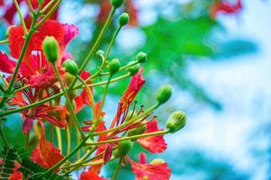 sommer poinciana phoenix ist eine blühende pflanzenart, die in den tropen oder subtropen lebt. rote Flammenbaumblume, königliche Poinciana foto