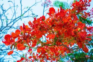 sommer poinciana phoenix ist eine blühende pflanzenart, die in den tropen oder subtropen lebt. rote Flammenbaumblume, königliche Poinciana foto