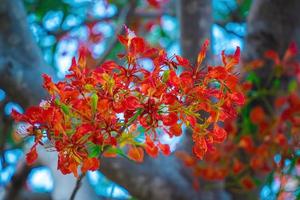 sommer poinciana phoenix ist eine blühende pflanzenart, die in den tropen oder subtropen lebt. rote Flammenbaumblume, königliche Poinciana foto