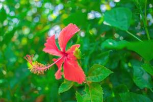 nahaufnahme von hibiscus rosa-sinensis, umgangssprachlich als chinesischer hibiskus bekannt, wird weithin als zierpflanze angebaut. Hibiscus rosa-sinensis in Nahaufnahme foto