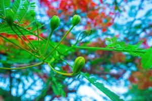 sommer poinciana phoenix ist eine blühende pflanzenart, die in den tropen oder subtropen lebt. rote Flammenbaumblume, königliche Poinciana foto