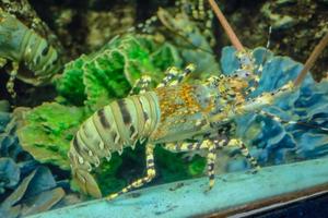 Grüner Hummer im Tank hautnah foto