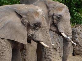 Tiere im Zoo foto